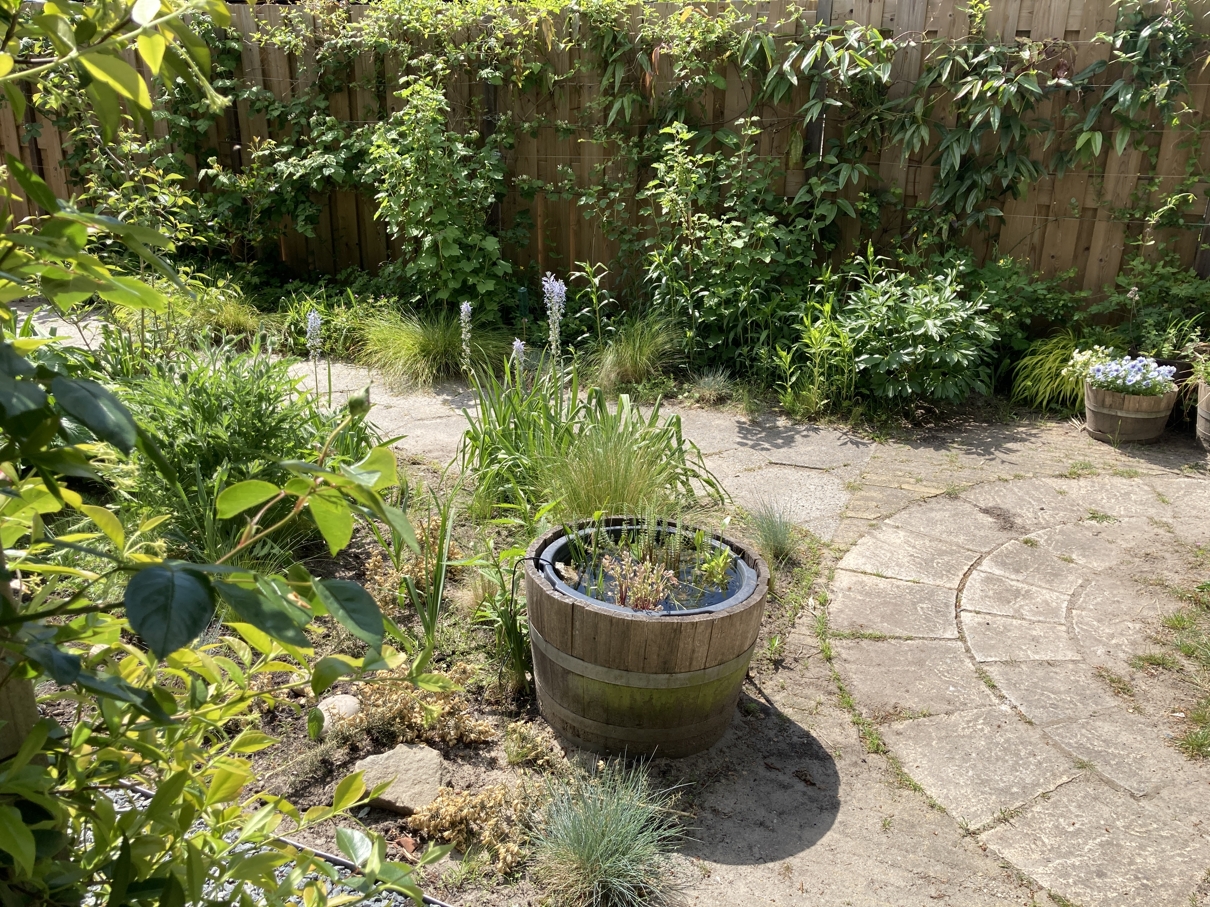 Back garden looking green