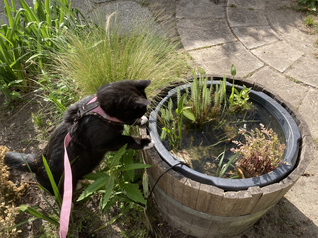 My cat Fado looking in our tiny pond
