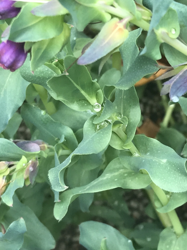 Cerinthe major with raindrops