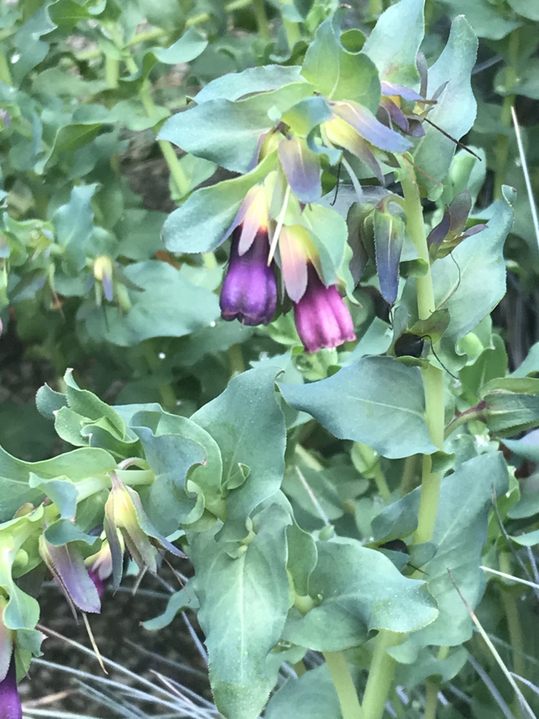 Cerinthes with raindrops