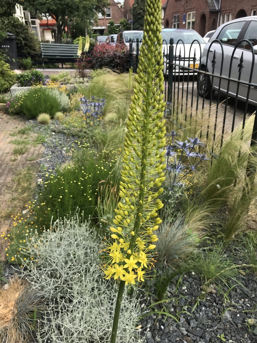 front garden first spring