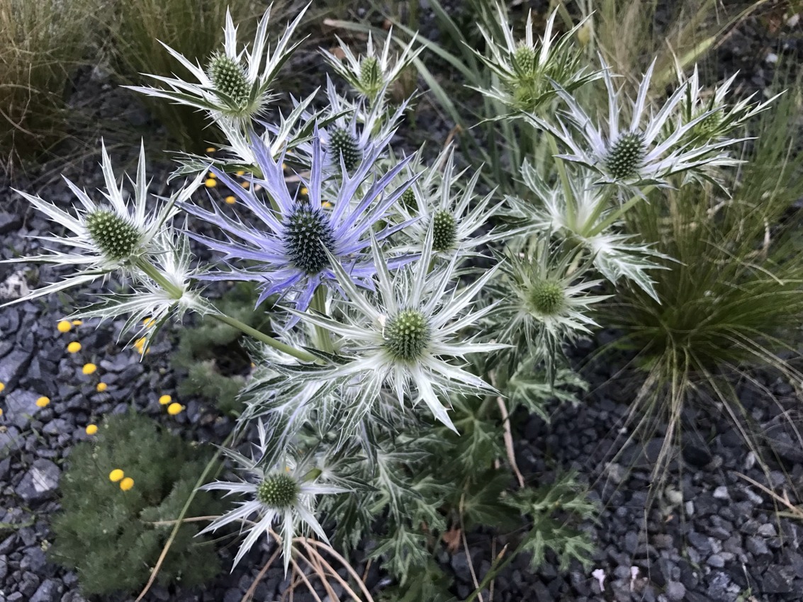 Eryngium Big Blue