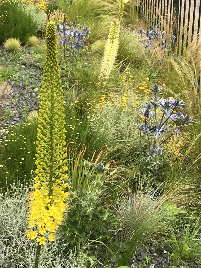 Blooming front garden