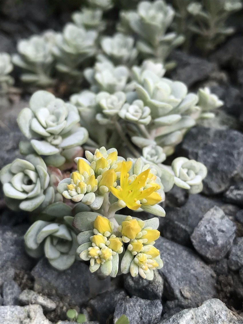 sedum Cape Blanco