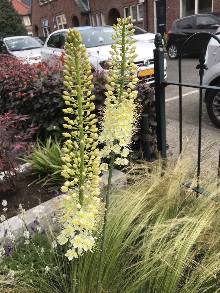 White eremurus