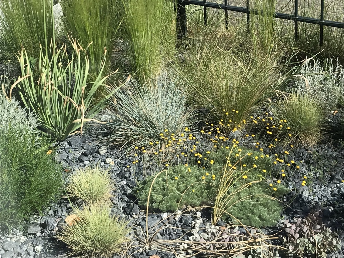 Grasses in the front garden