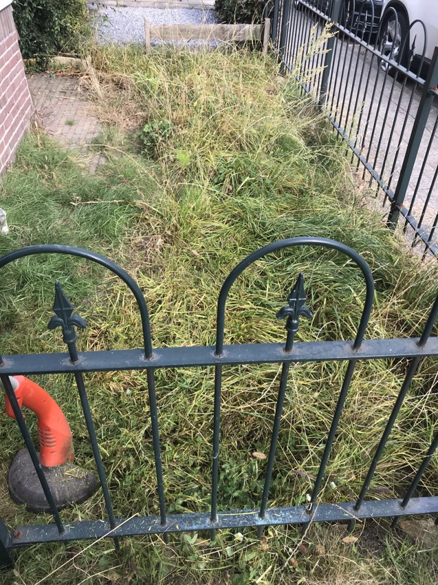 Front garden filled with messy rye grass