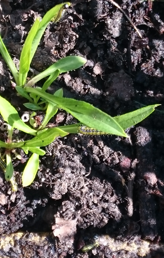 Box caterpillar