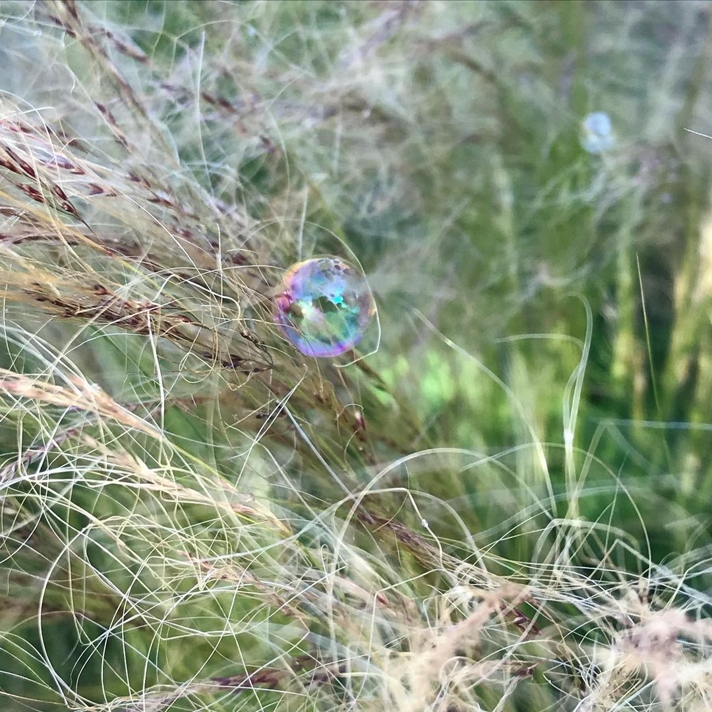 Bubble in stipa grass