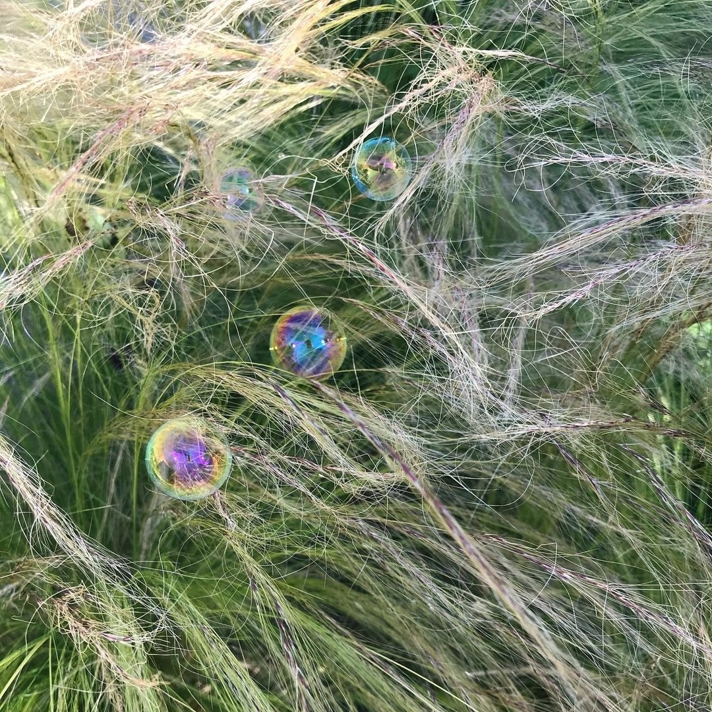 Bubbles in stipa grass