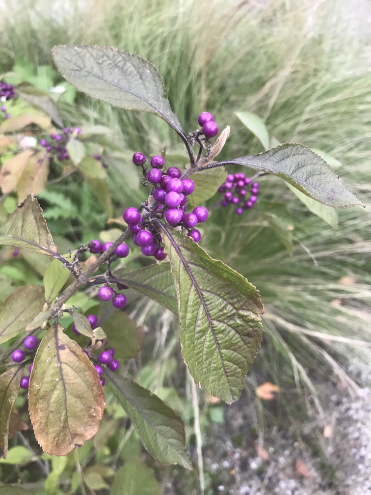 Purple berries of the callicarpa shrub