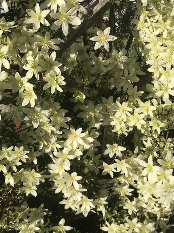 Blooming clematis pixie