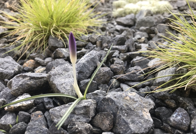 Early purple crocus