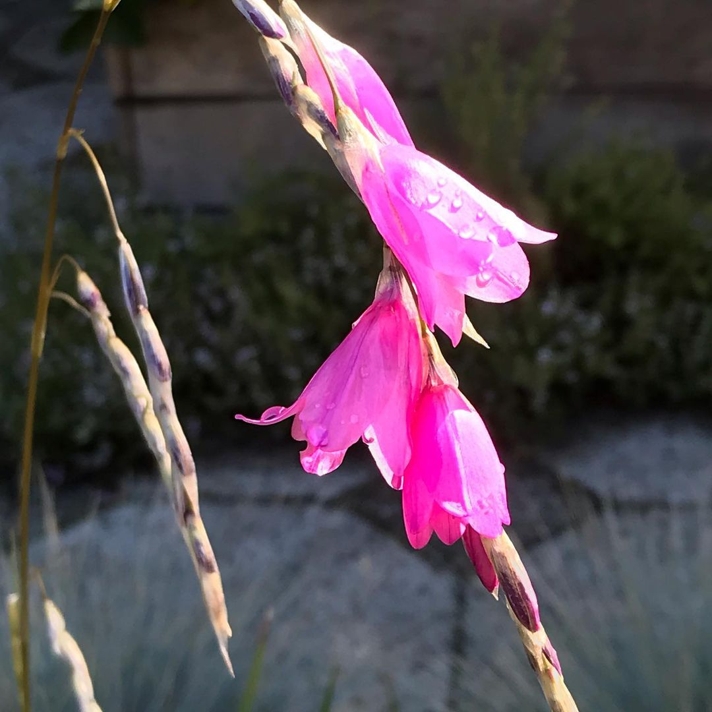 Dierama flower in the sunlight