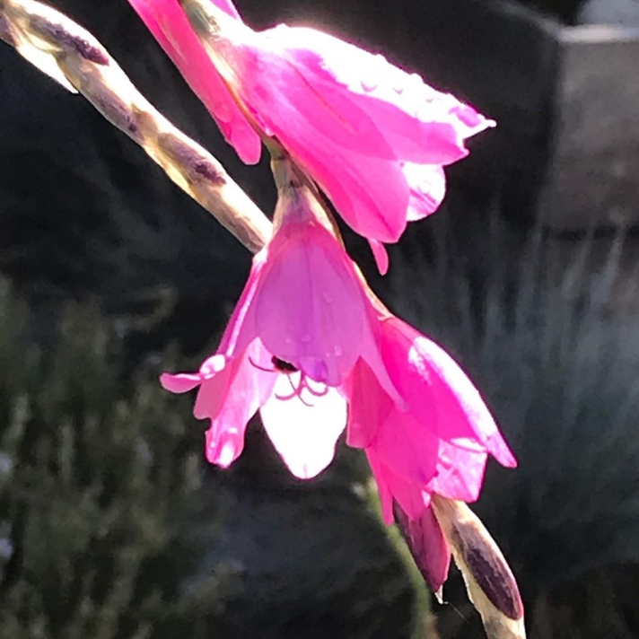 Dierama flower hiding something