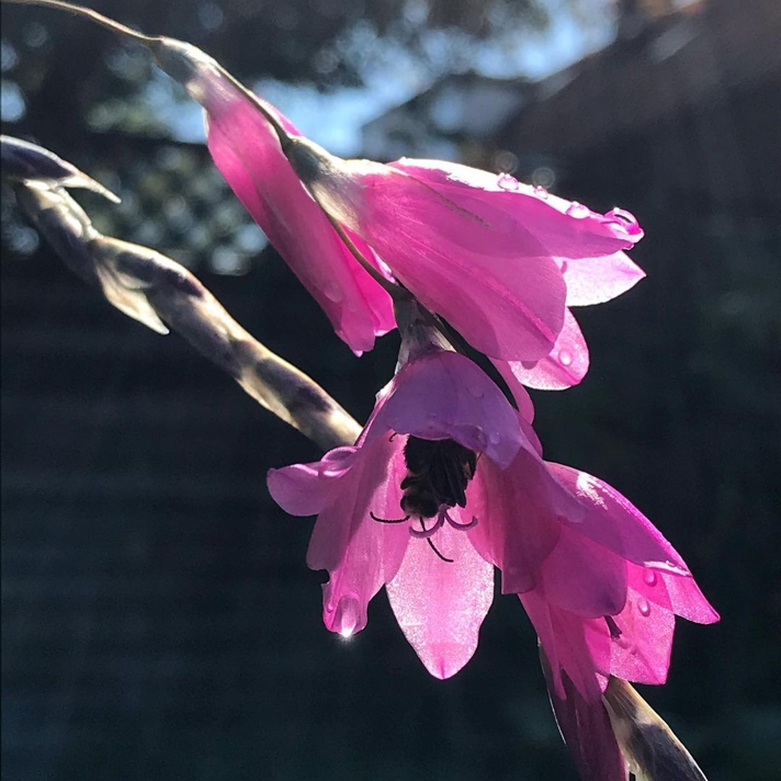 Dierama flower with a little bee inside