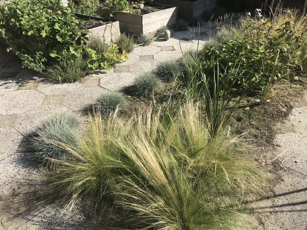 stipa that has selfsown