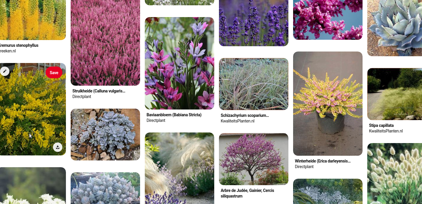 pinterest board screenshot for front yard plants