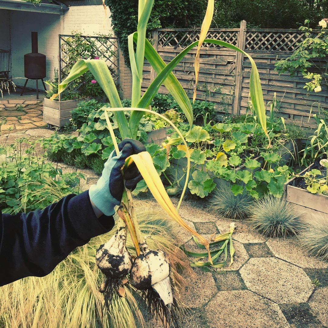 freshly harvested garlic