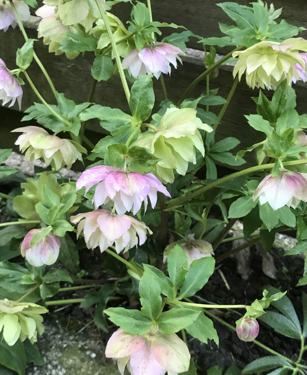 Hellebores