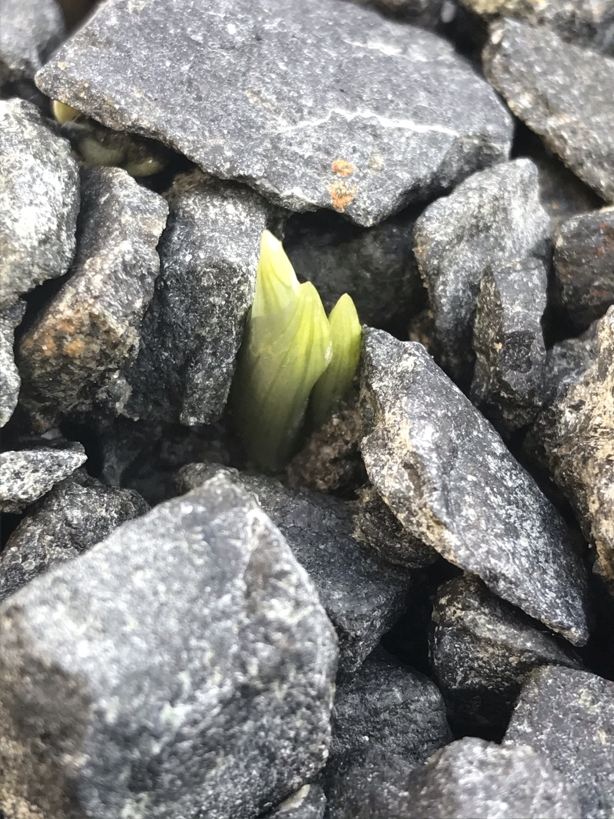 Tiny green iris bud