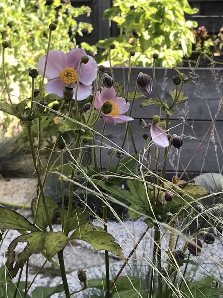 Blooming Japanese anemones