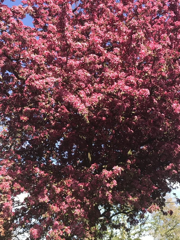 Flowering cherry tree