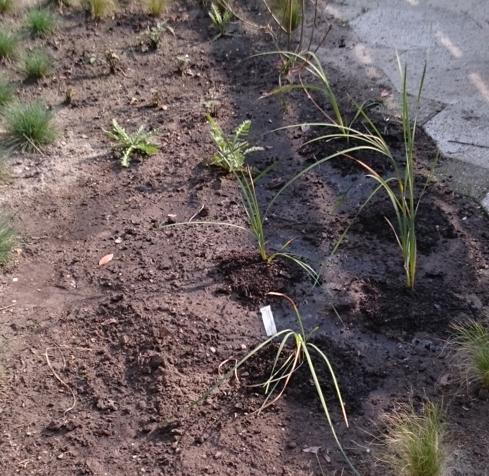 dierama's put in place