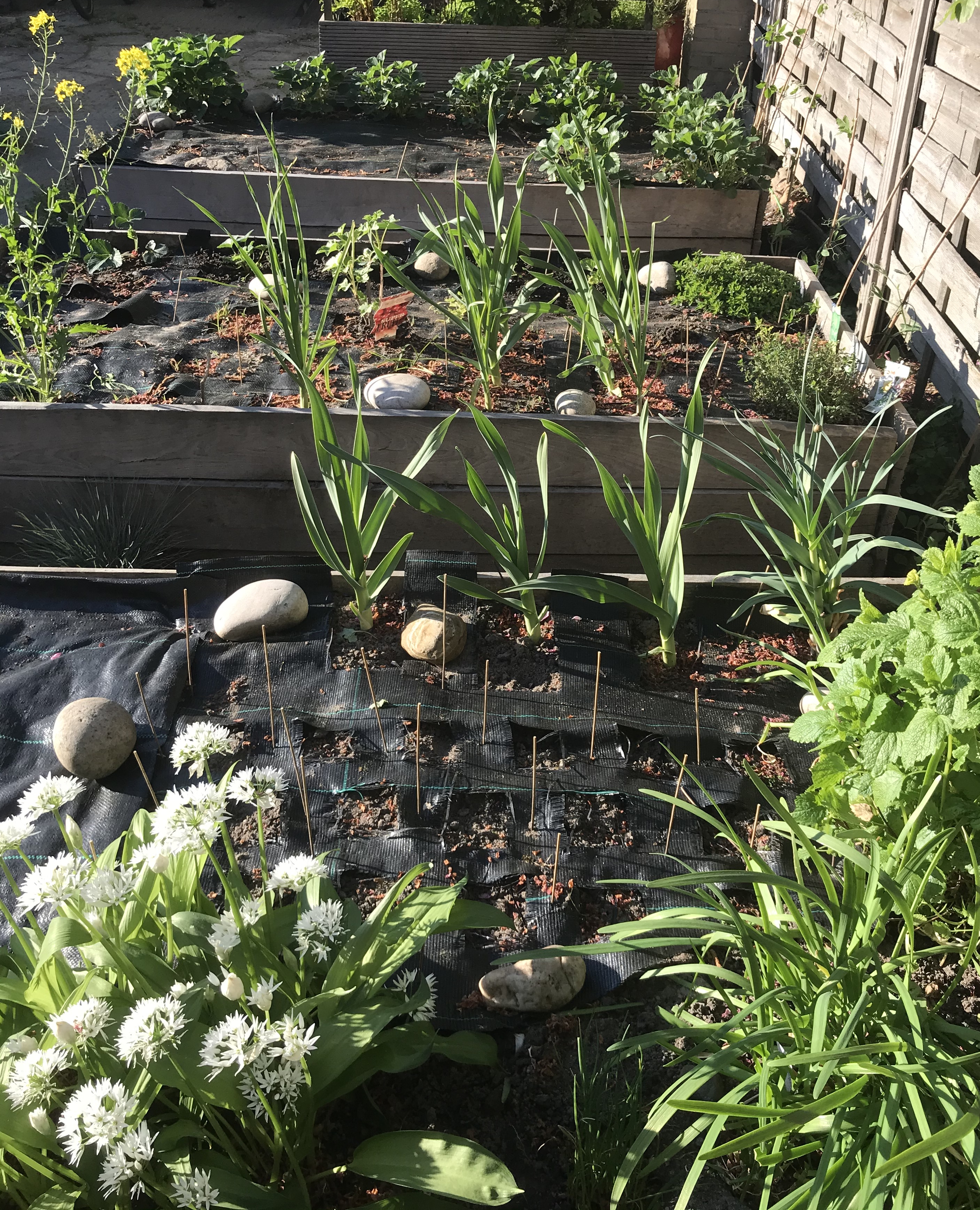 Raised beds with bear leek in bloom