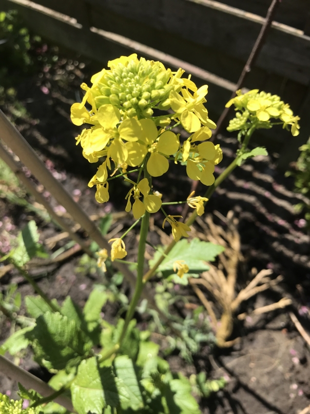 Blooming white musterd