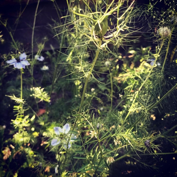 Nigella flowers