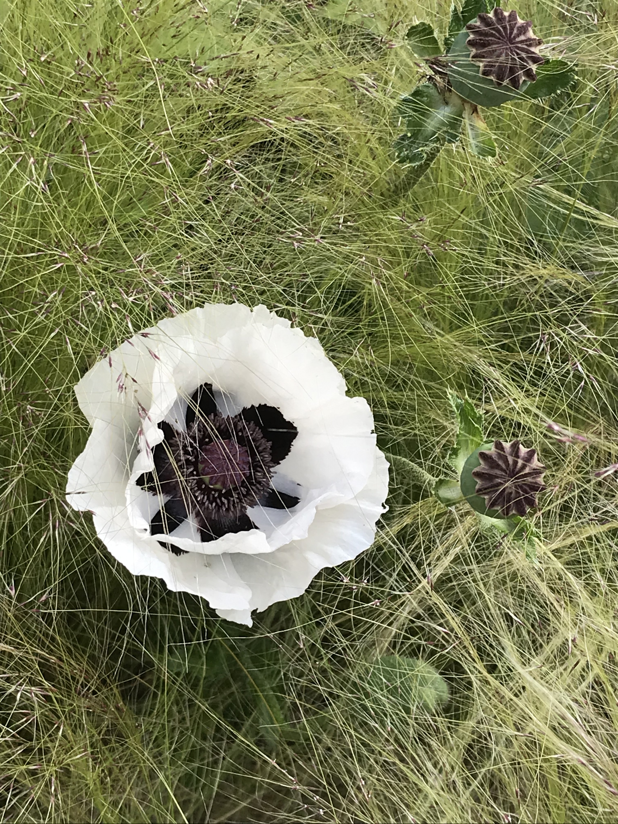 Oriental Poppy Perry's white and Stipa tenuissima grass