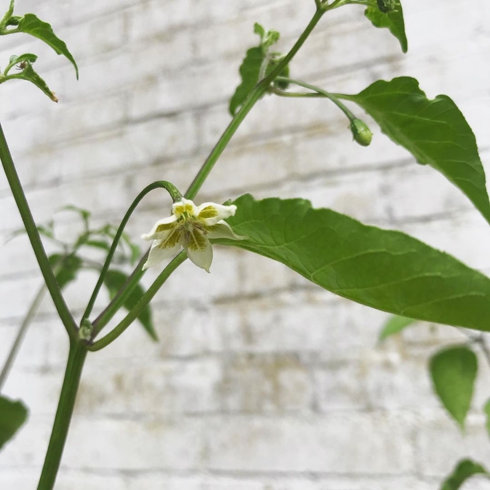 chili pepper flower