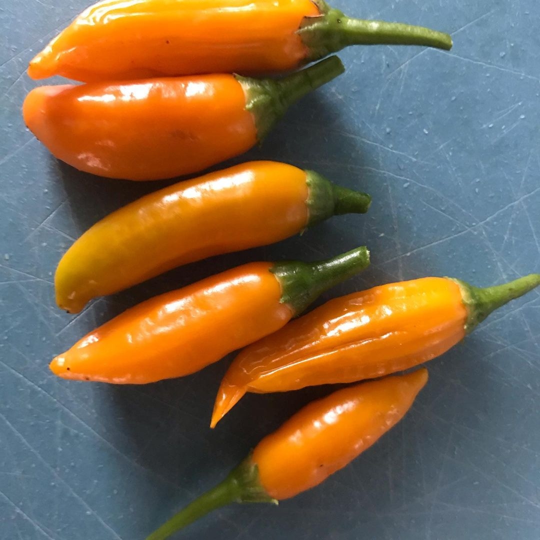 fresh chili peppers