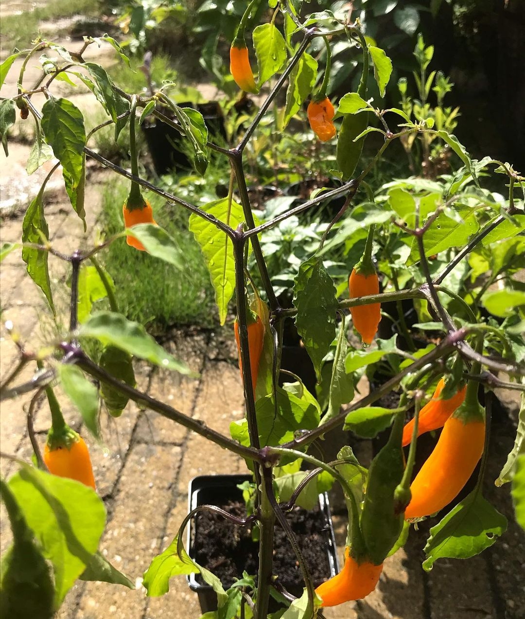 chili pepper plant