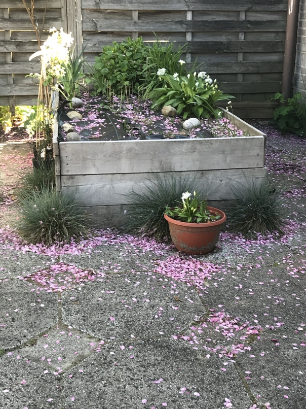 petals on the raise beds