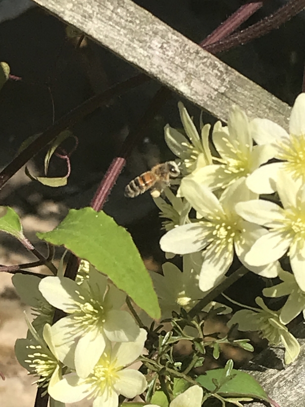 Bee collecting pollen from clematis pixie