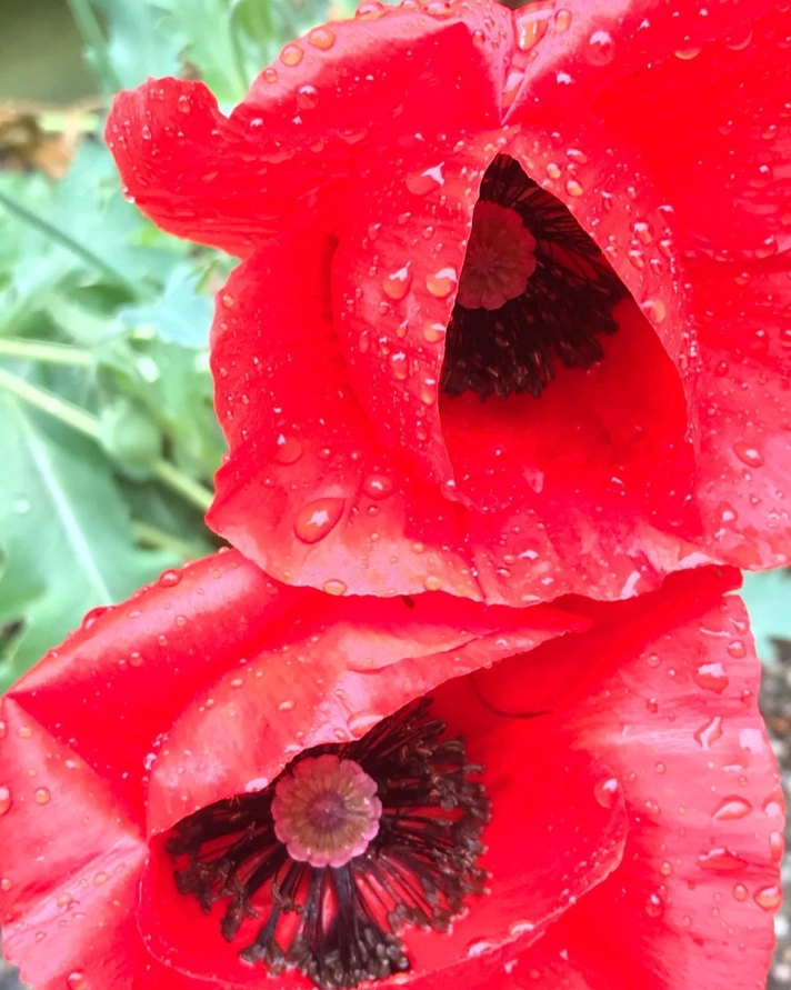 Papaver glaucum