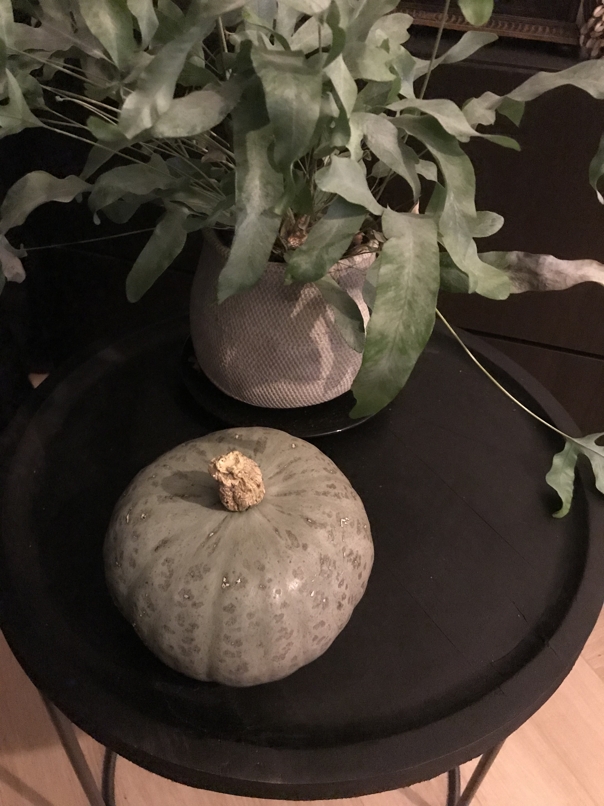 Harvested Pumpkin