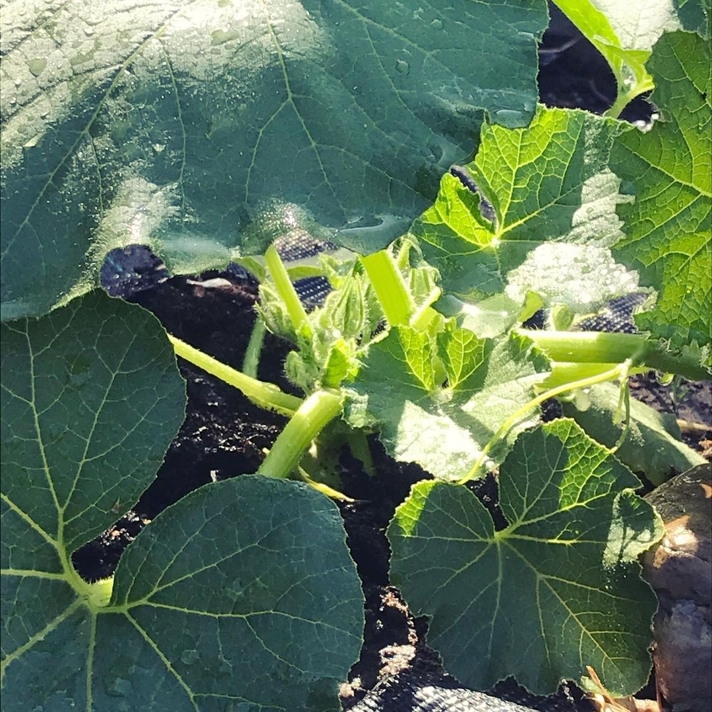 pumpkin plant