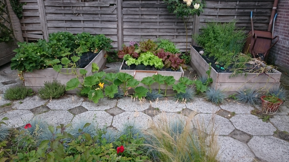 End of july raised beds