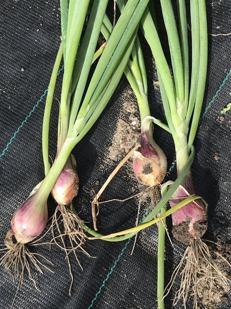 harvested shallots