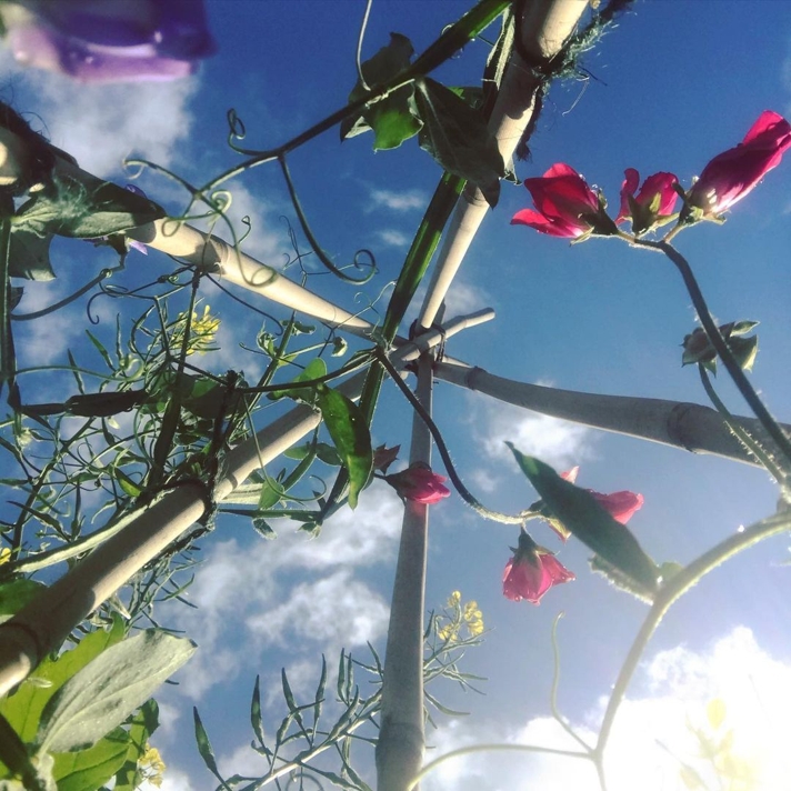 sweet peas against the sky