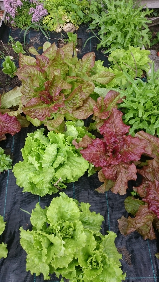 lettuce various