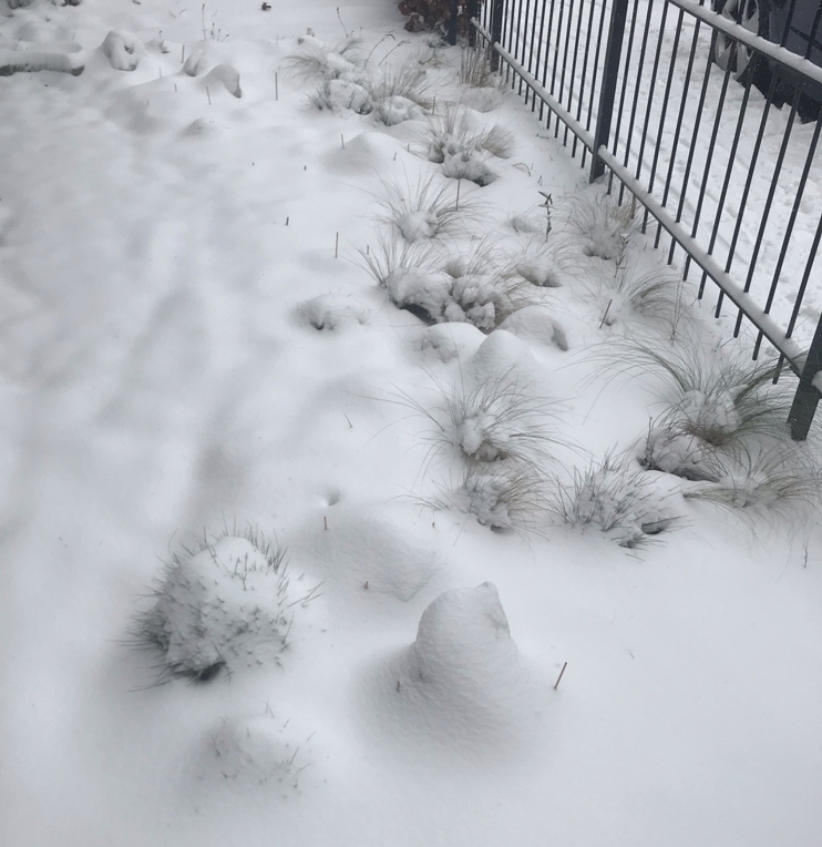 Snow on the front yard