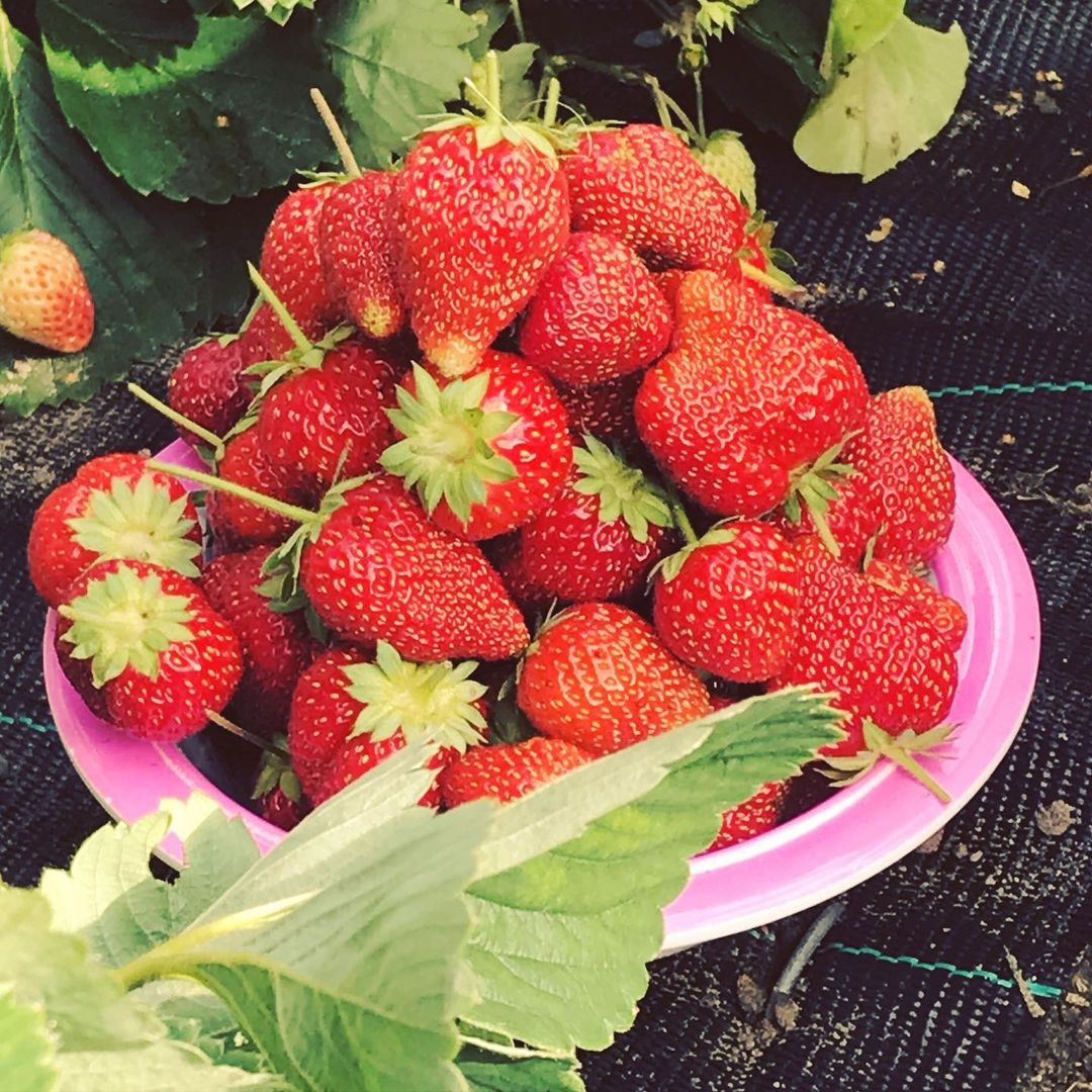 Strawberries last harvest