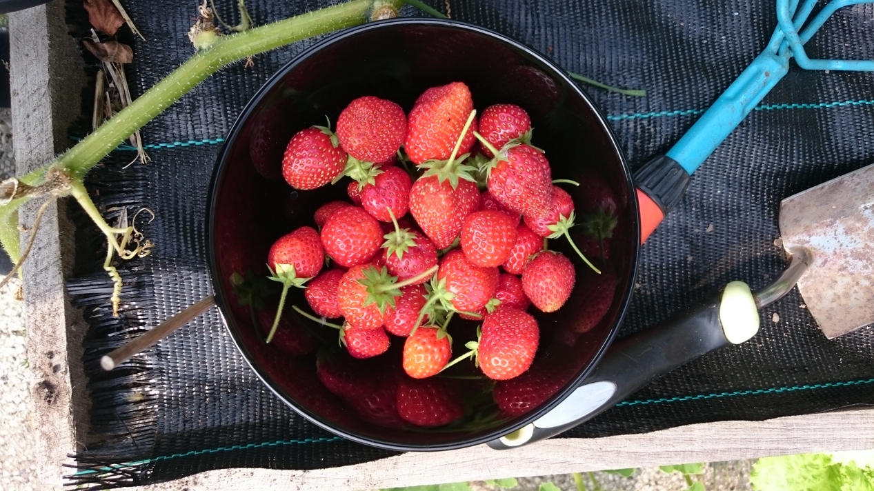 harvested strawberries