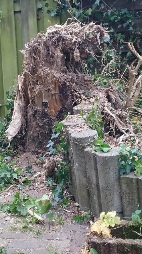 tree stump