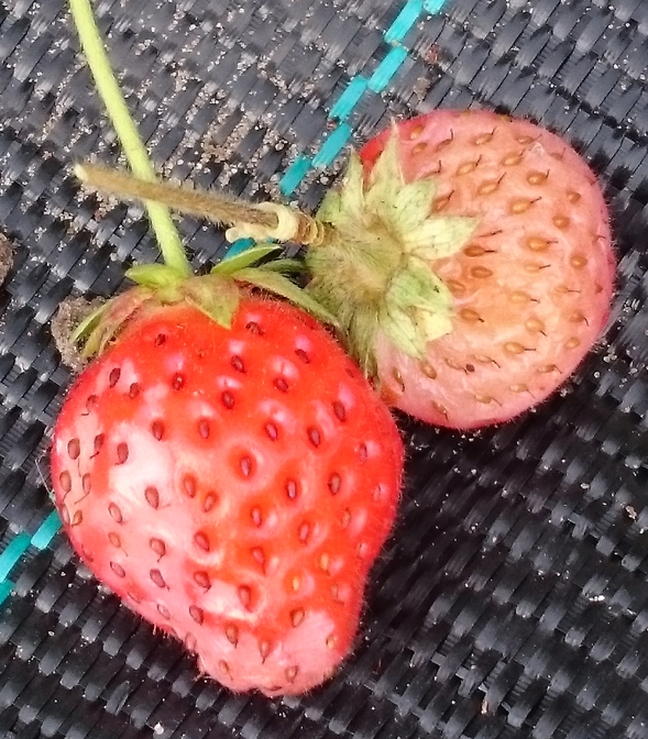 sunburnt strawberries